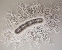 Paper bacterium part of microbiome exhibition