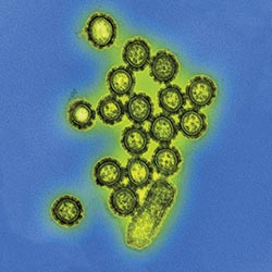 Controlling the function of H5N1 influenza polymerase