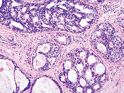 Histopathology: an update on advances in research and techniques