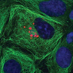 Microscopical collaboration