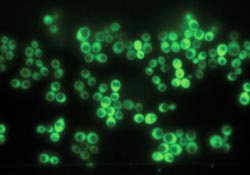 State-of-the-art cell culture platform