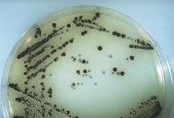 Chromogenic Salmonella medium