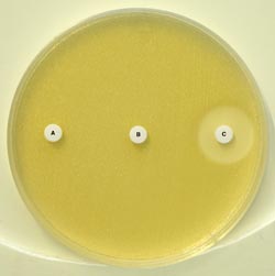First validation of D69C MASTDISCS ID AmpC detection discs