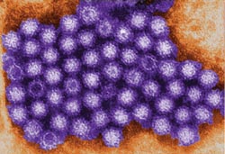 Norovirus monoclonal antibodies