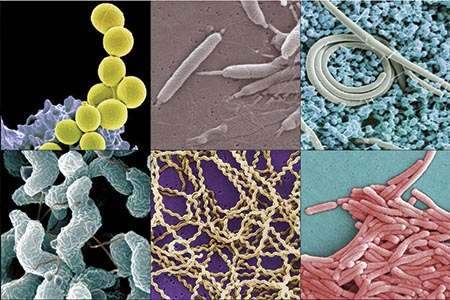 Reshaping ideas of bacterial evolution