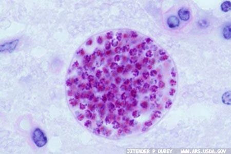 Research extends understanding of communication in toxoplasmosis