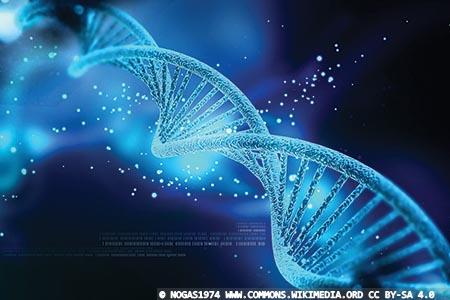 Dynamic DNA helps protect against gene damage