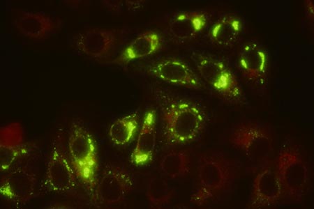 Yellow fever viral protein antibodies