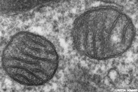 New genetic test for cancer recurrence