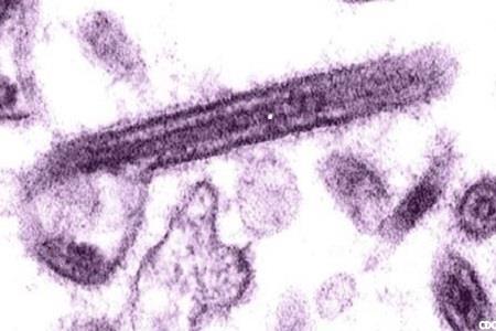 Ebola virus monoclonal antibodies