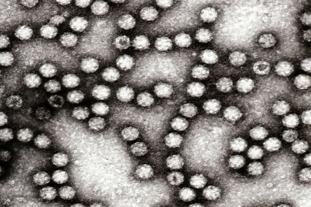 Astrovirus monoclonal antibodies