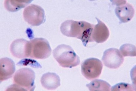 Visualise No Malaria