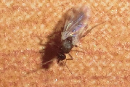Novel viruses carried by the Scottish midge discovered