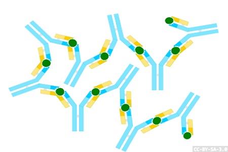 G-protein-coupled receptor-specific functional antibody screening 
