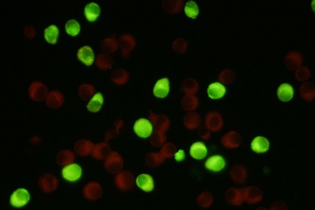 Monoclonal antibodies to Powassan virus