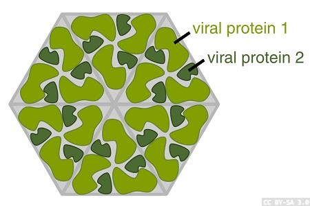 Collaboration to increase COVID-19 antigen production for diagnostic kits and vaccine development