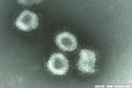 Patterns of common coronavirus infections could aid understanding of COVID-19