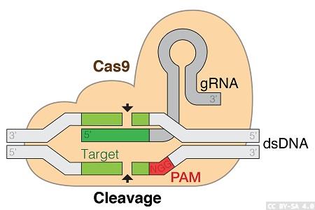 Cas9 and dCas9-VPR stable cell lines in CRISPR gene editing workflows