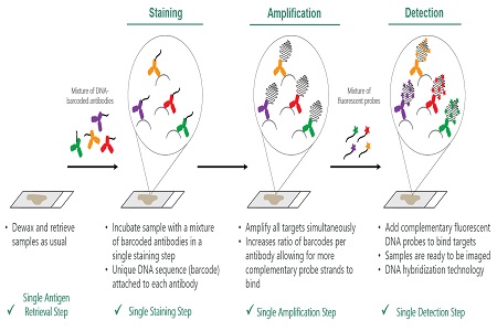Tumour characterisation research using multiplex immunofluorescence