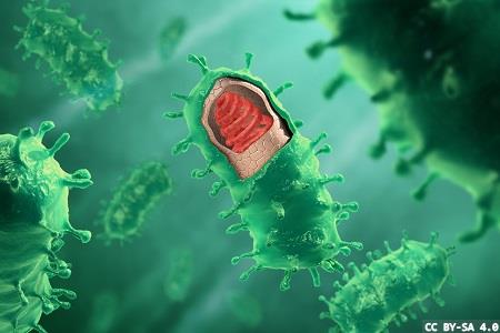 Possible reasons for successful cross-species viral spread