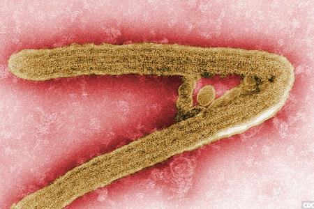 Monoclonal antibodies to Marburg virus