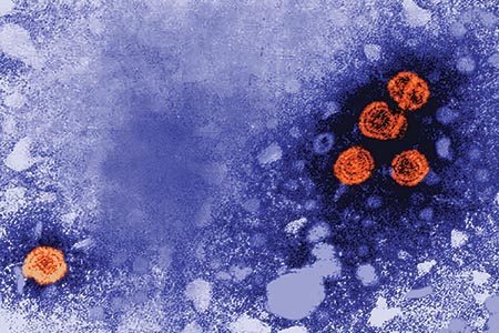 Hepatitis B virus: a small selection of research in the literature