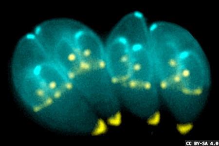 Deadly parasites create unique cellular structures to survive