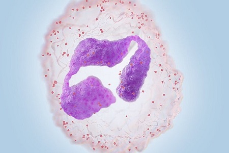 Neutrophil reactivity and granularity: a matter of intensity
