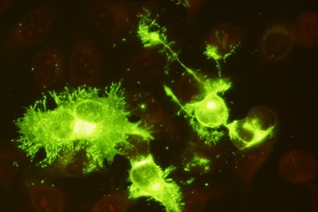 Validated antibody pairs for respiratory pathogen detection