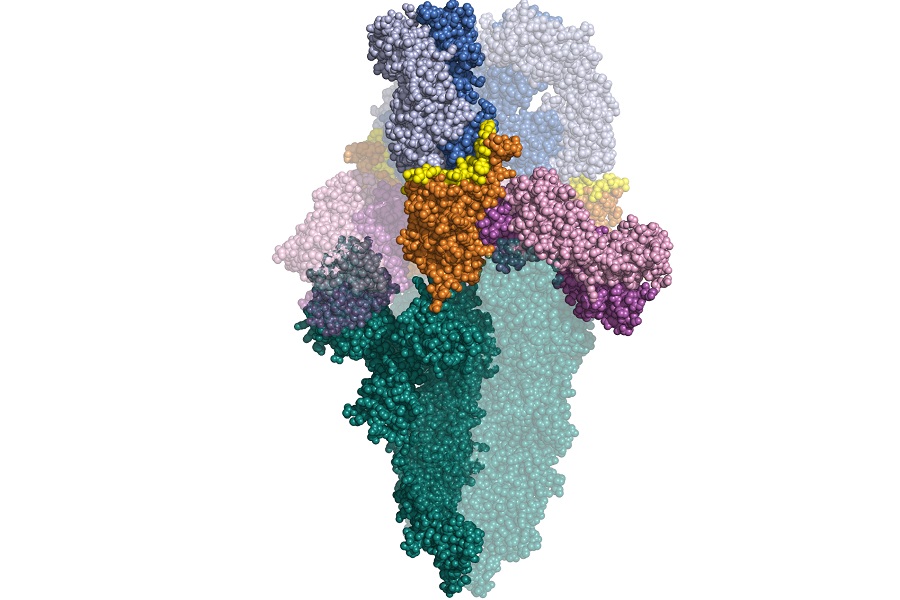 Novel SARS-CoV-2 neutralising antibodies identified