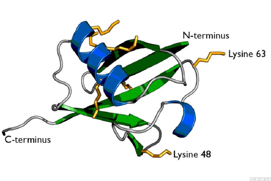 Cryo-EM reveals insight into vital DNA repair process
