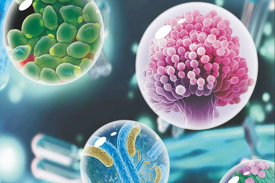 Screen for fungal diseases with BioConnections