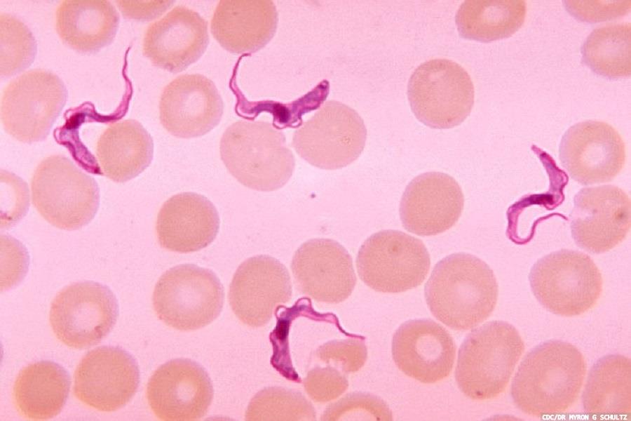 Insights into deadly African sleeping sickness disease