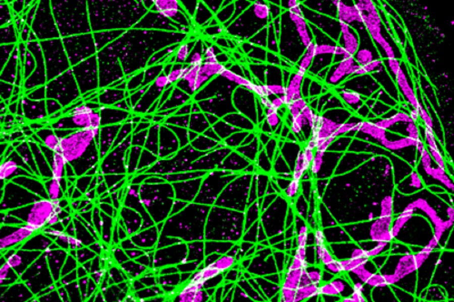 Antibody labelling kits for super-resolution microscopy