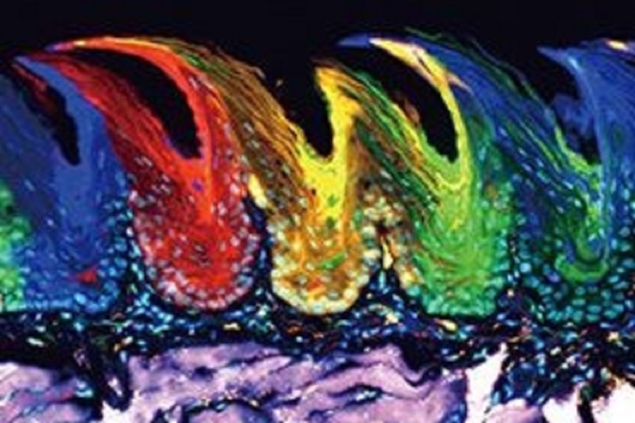 Supporting a vibrant research community with advanced microscopy systems