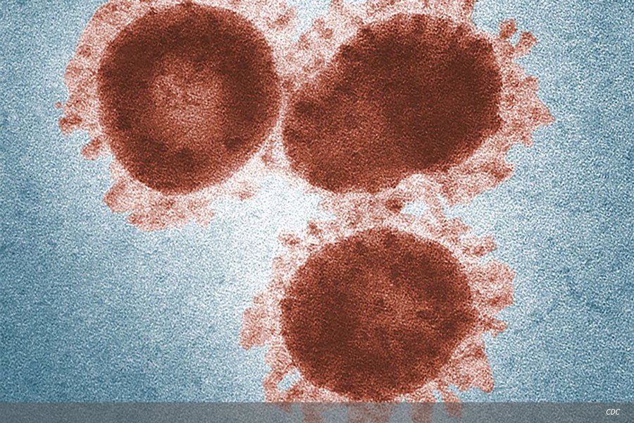 SARS-CoV-2 coronavirus  and COVID-19 disease:  a pandemic story update 
