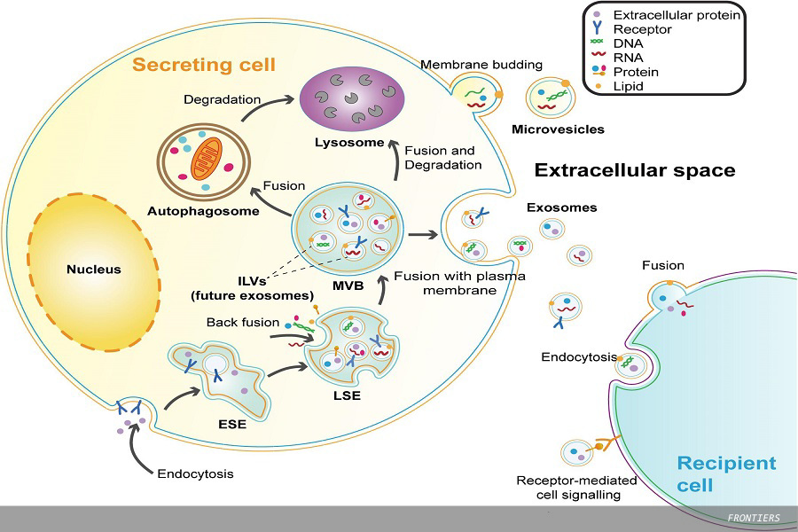 Increasing nicotinamide adenine dinucleotide levels in the brain positively impacts neurodegenerative biomarkers