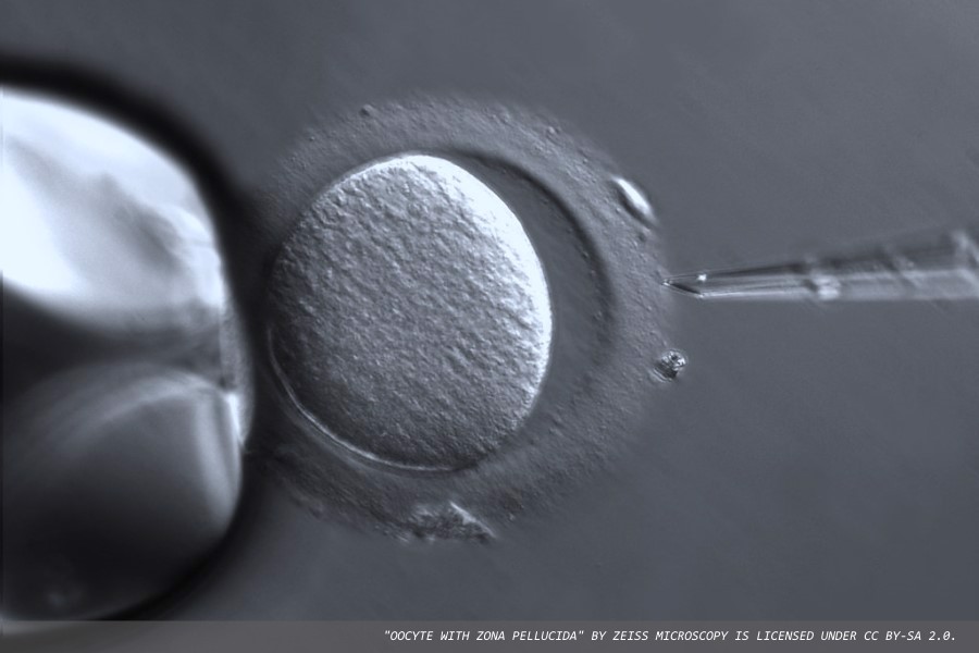 Improving efficiency in oestradiol testing for rapid IVF support