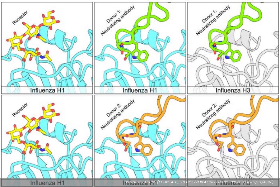 New type of antibody shows promise against multiple forms of influenza virus