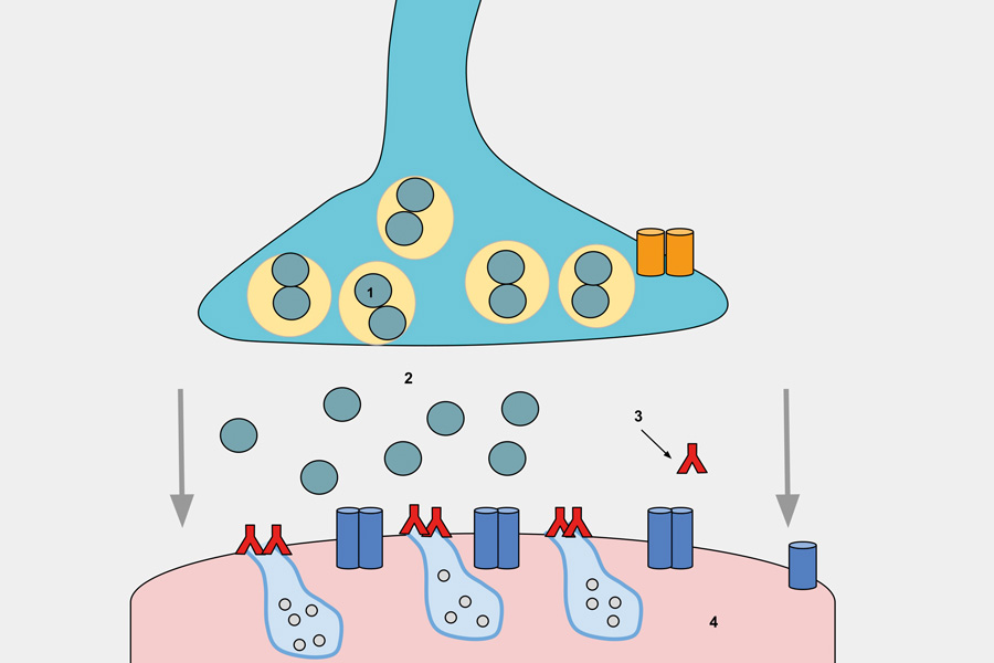 Reference range review for the RSR acetylcholine receptor antibody assay