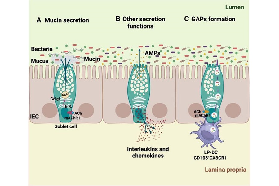 New insight into GI goblet cells