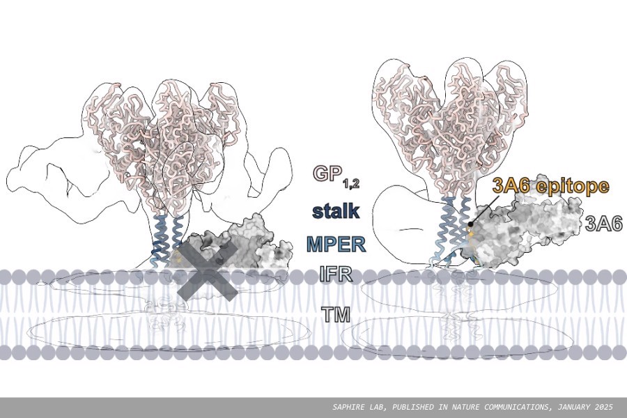New research into Ebola antibodies could lead to improved therapeutics