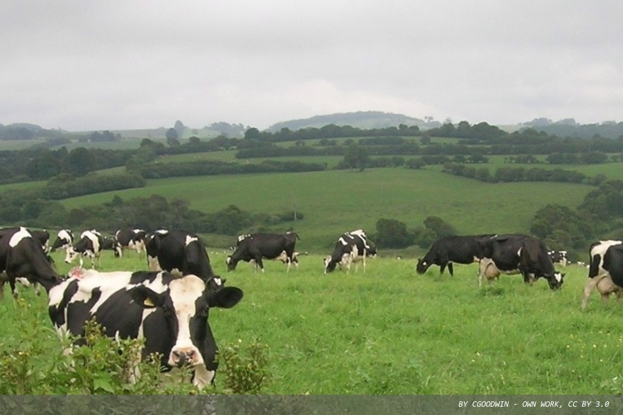 Position statement on animal health and AMR from RCPath
