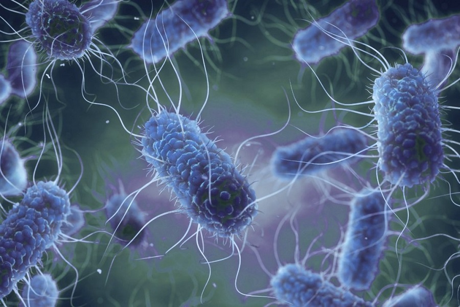 A step forward in developing new treatment for E. coli infections
