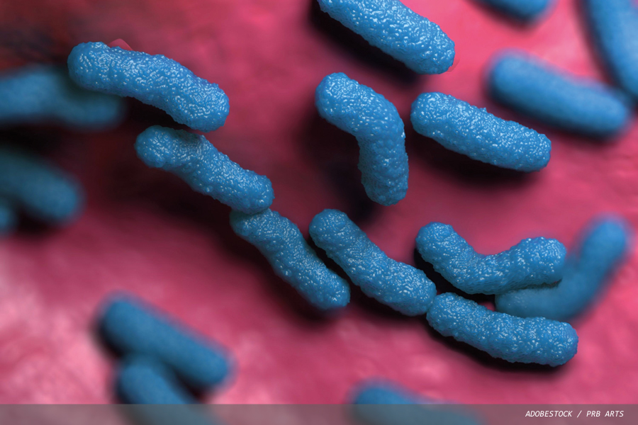 Shiga toxin-producing Escherichia coli (STEC): a diagnostic conundrum
