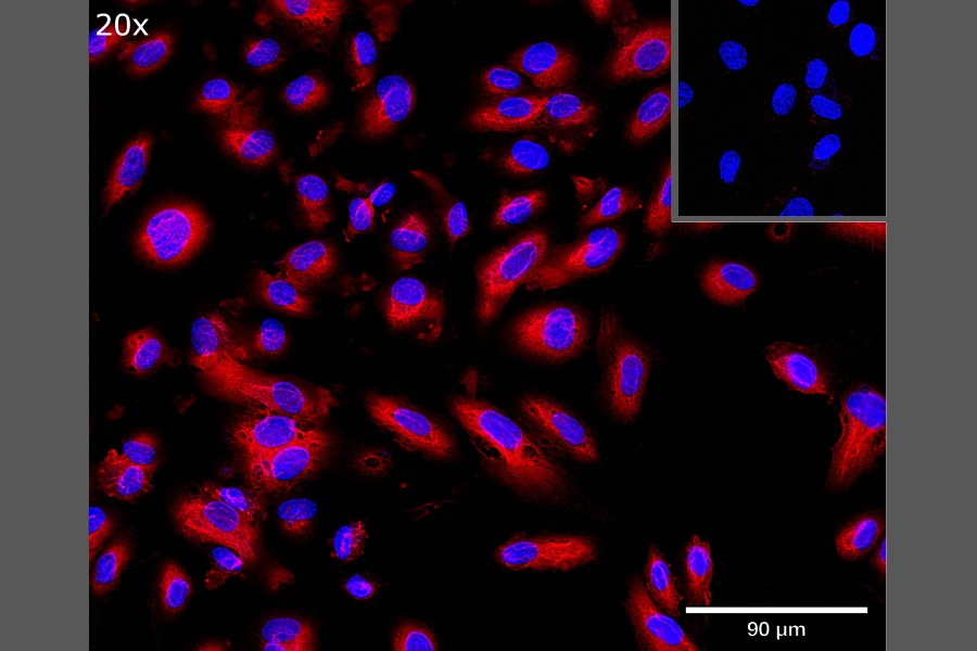 ProImmune announces collaboration to advance animal health science