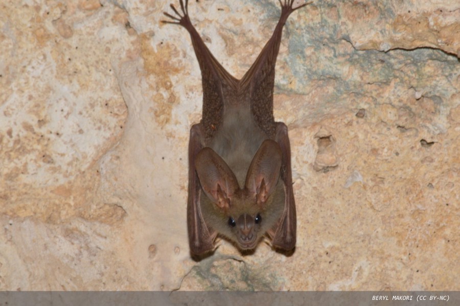 Scientists find a new way coronaviruses can get into human cells