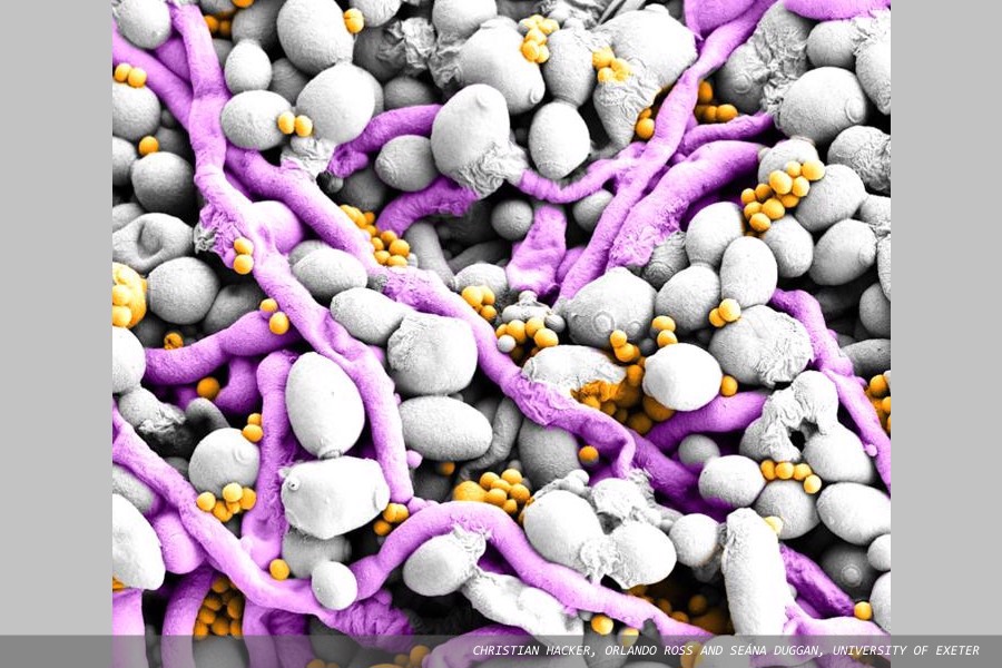 A 'copper economy' helps fungi and bacteria build better biofilms