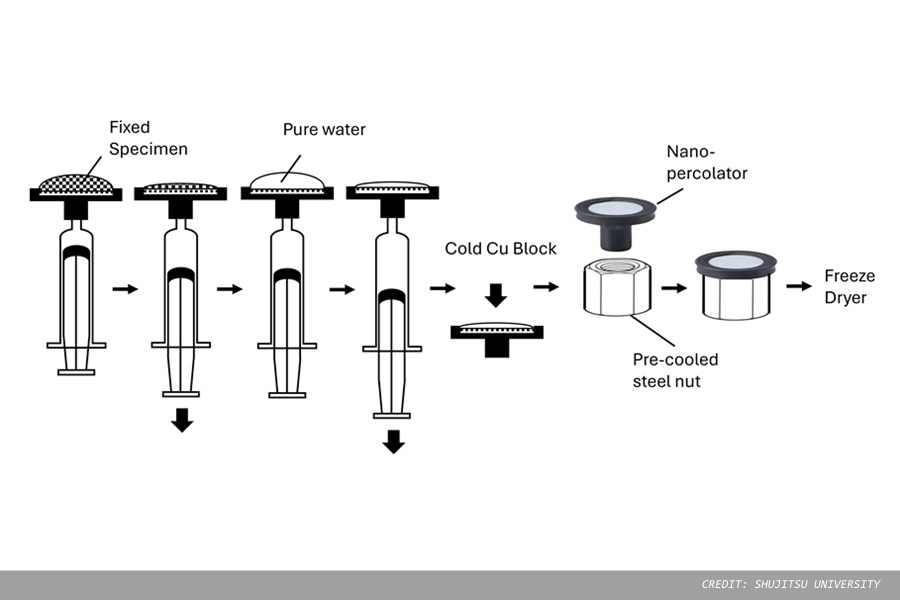 WFD applied to the observation of bacterial ultrastructure