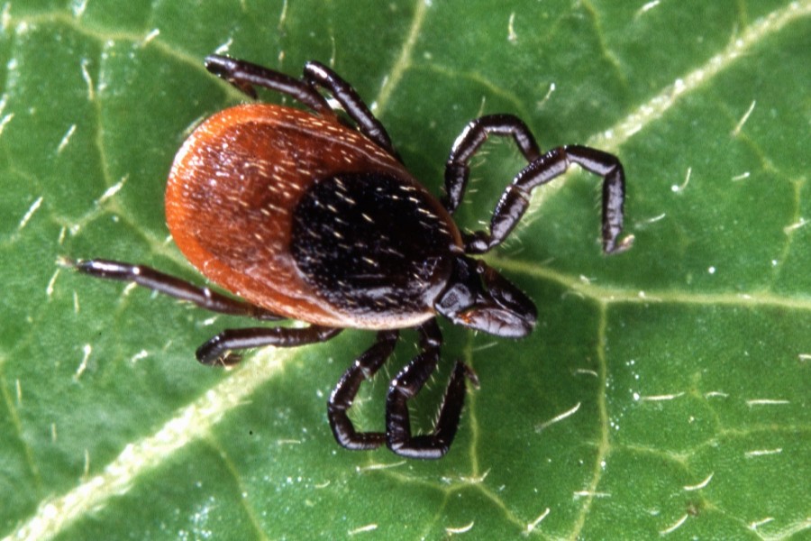 A third of Lyme disease patients are co-positive for other tick-borne pathogens